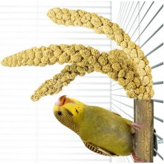 Bambou Grass Keeper +/-20cm - Back Zoo Nature - 3,95 € - Back Zoo Nature - 8784251814792 - Ornibird SRL