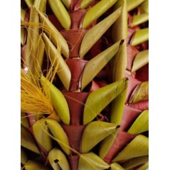 Ananas Large 40x13x13cm - Back Zoo Nature - 14,95 € - Back Zoo Nature - 8784251816024 - Ornibird SRL