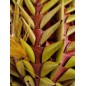 Ananas Large 40x13x13cm - Back Zoo Nature