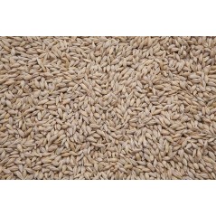 Orge Pigeon au kg - Ornibird à 2,60 € - Private Label - Ornibird - 170081/kg - Graines Ornibird au kg