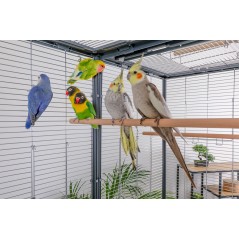 Voliere Neo Life Connect XL Verte - Zolux - 234,95 € -  - 7326200090 - Ornibird SRL