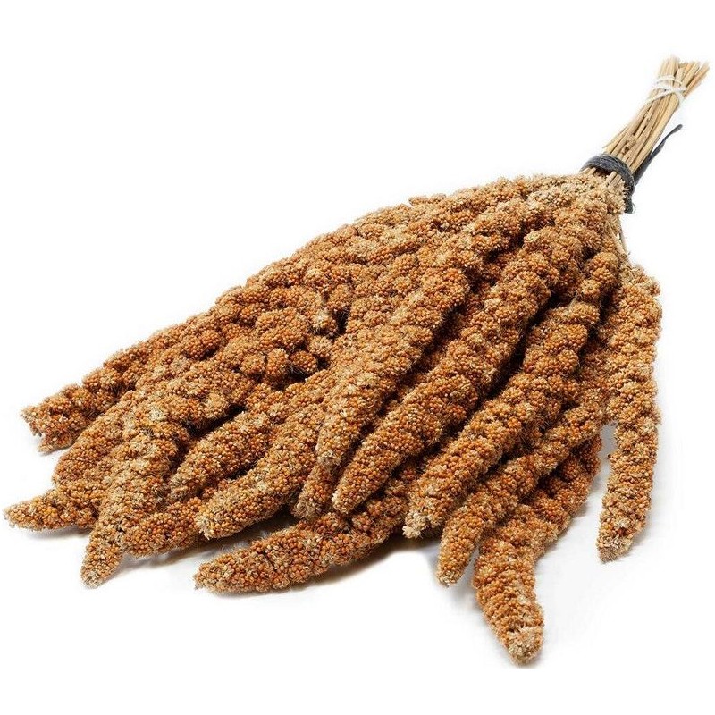 Millet rouge en Grappes en seau de 5kg - Ornibird Millet rouge en Grappes en seau de 5kg - Ornibird