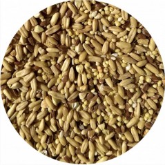 Mélange de graines pour perroquet Napoléon petits perroquets 453gr - Top's Parrot - 9,95 € -  - 3000000209707 - Ornibird SRL