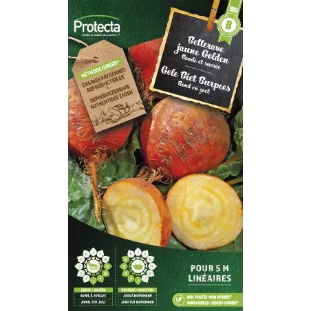Betterave jaune Golden - Cat. B - Protecta à 3,65 € -  - SE-POT-00258 - Plantes, Buis & Légumes
