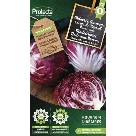 Chicorée sauvage rouge de Vérone - Cat. B - Protecta à 3,65 € -  - SE-POT-00041 - Plantes, Buis & Légumes