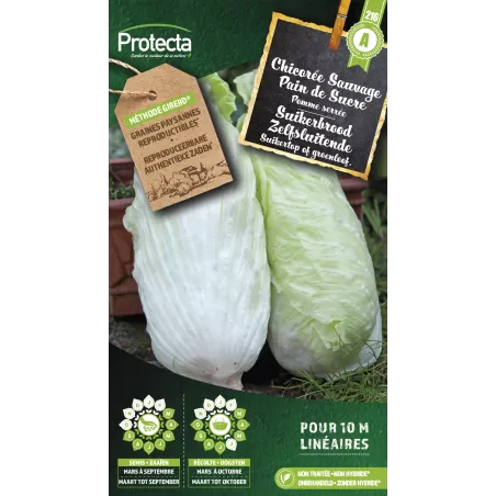 Chicorée sauvage Pain de Sucre - Cat. A - Protecta à 2,40 € -  - SE-POT-00039 - Plantes, Buis & Légumes