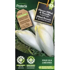 Chicorée Witloof de Bruxelles - Cat. A - Protecta à 2,40 € -  - SE-POT-00034 - Plantes, Buis & Légumes
