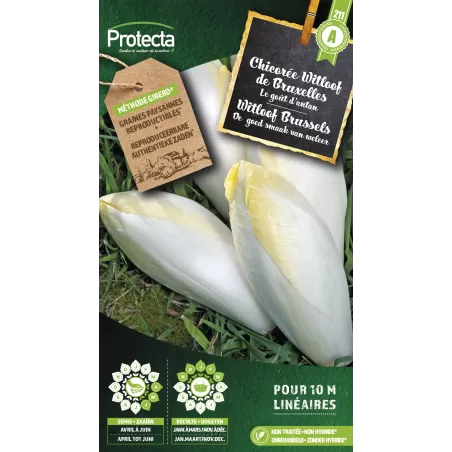 Chicorée Witloof de Bruxelles - Cat. A - Protecta à 2,40 € -  - SE-POT-00034 - Plantes, Buis & Légumes