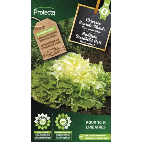 Chicorée scarole blonde à cœur plein - Cat. A - Protecta à 2,40 € -  - SE-POT-00043 - Plantes, Buis & Légumes