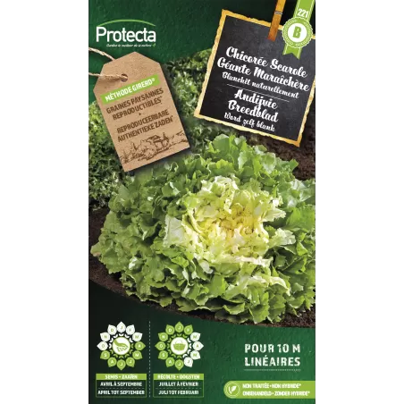 Chicorée scarole géante maraichère - Cat. B - Protecta à 3,65 € -  - SE-POT-00044 - Plantes, Buis & Légumes