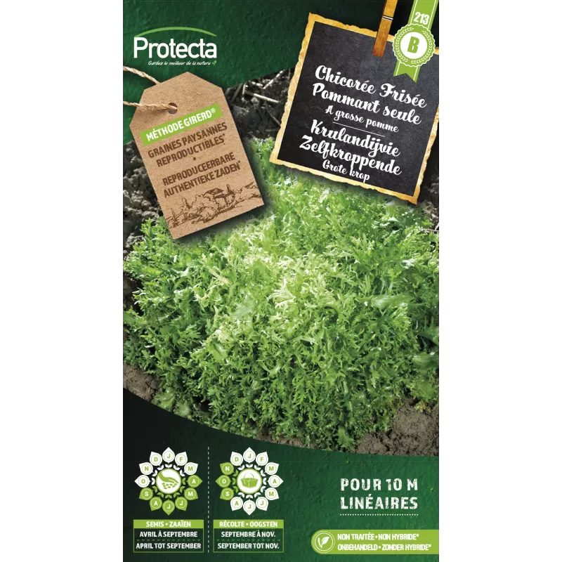 Chicorée frisée grosse pommant seule - Cat. B - Protecta Chicorée frisée grosse pommant seule - Cat. B - Protecta