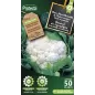 Chou Fleur Merveille de Toutes saisons - Cat. A - Protecta Chou Fleur Merveille de Toutes saisons - Cat. A - Protecta