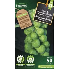 Chou de Bruxelles Sanda - Cat. A - Protecta - 2,40 € -  - 5425005398269 - Ornibird SRL