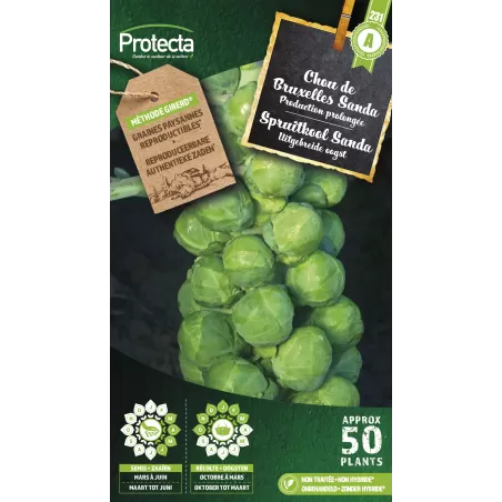 Chou de Bruxelles Sanda - Cat. A - Protecta à 2,40 € - Protecta - SE-POT-00047 - Plantes, Buis & Légumes
