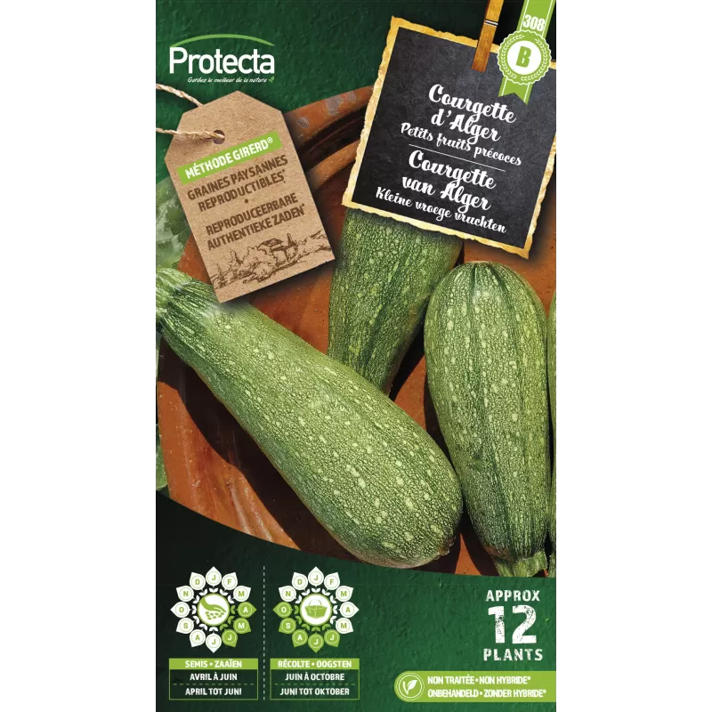Courgette petite verte d'Alger - Cat. B - Protecta