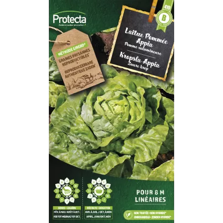 Laitue Pommée Appia - Cat. B - Protecta à 3,65 € - Protecta - SE-POT-00119 - Plantes, Buis & Légumes