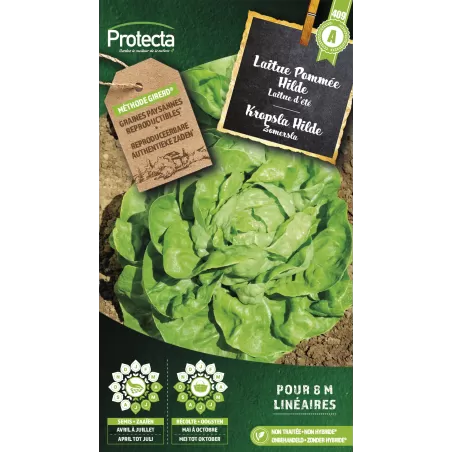 Laitue Pommée Hilde - Cat. A - Protecta à 2,40 € -  - SE-POT-00137 - Plantes, Buis & Légumes