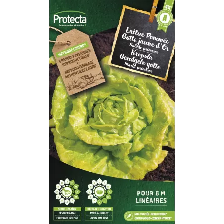 Laitue Pommée Gotte jaune d'Or - Cat. A - Protecta à 2,40 € - Protecta - SE-POT-00114 - Plantes, Buis & Légumes