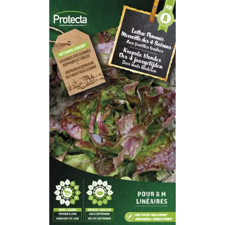 Laitue Pommée Merveille des 4 Saisons - Cat. A - Protecta à 2,40 € - Protecta - SE-POT-00118 - Plantes, Buis & Légumes