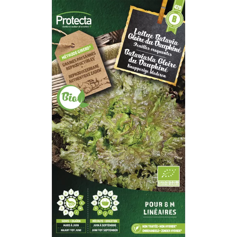 Laitue Batavia Gloire du Dauphiné FR-BIO-15 - Cat.B - Protecta Laitue Batavia Gloire du Dauphiné FR-BIO-15 - Cat.B - Protecta