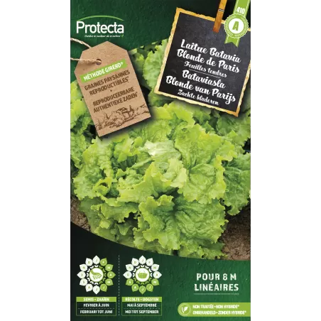Laitue Batavia Blonde de Paris - Cat.A - Protecta à 2,40 € - Protecta - SE-POT-00110 - Plantes, Buis & Légumes