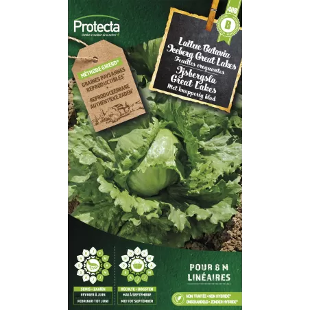 Laitue Batavia Iceberg Great Lakes - Cat. B - Protecta à 3,65 € -  - SE-POT-00222 - Plantes, Buis & Légumes