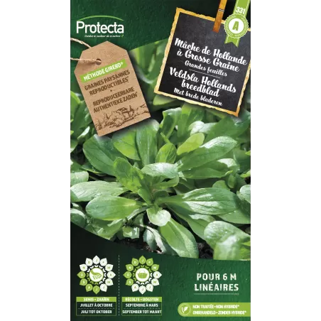 Mâche de Hollande à Grosse Graine - Cat. A - Protecta à 2,40 € - Protecta - SE-POT-00085 - Plantes, Buis & Légumes