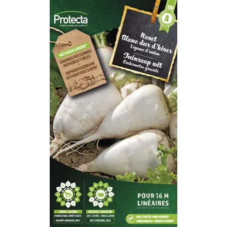 Navet blanc dur d'hiver - Cat. A - Protecta à 2,40 € - Protecta - SE-POT-00141 - Plantes, Buis & Légumes