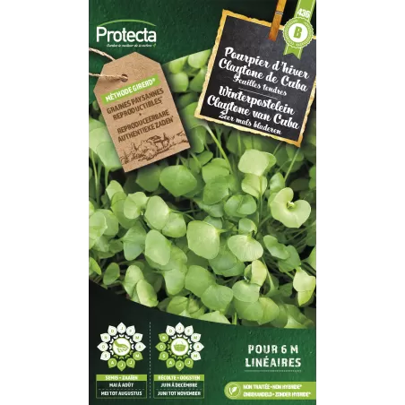 Pourpier d'hiver Claytone de Cuba Cat. B - Protecta à 3,65 € -  - SE-POT-00165 - Plantes, Buis & Légumes