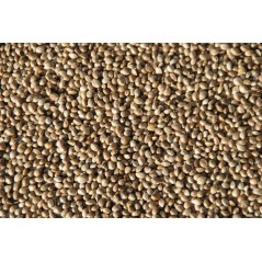 Hemp seeds small format of the kg - Beyers 002502/kg Beyers 3,95 € Ornibird