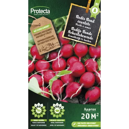 Radis rond écarlate Cat. A - Protecta à 2,40 € - Protecta - SE-POT-00024 - Plantes, Buis & Légumes