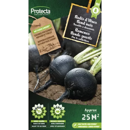 Radis noir gros rond d'hiver Cat. A - Protecta à 2,40 € - Protecta - SE-POT-00145 - Plantes, Buis & Légumes