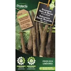 Scorsonère géante noire de Russie Cat. A - Protecta à 2,40 € -  - SE-POT-00028 - Plantes, Buis & Légumes