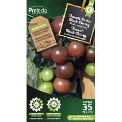 Tomate Black Cherry - Cat. C - Protecta à 4,80 € -  - SE-POT-00161 - Plantes, Buis & Légumes