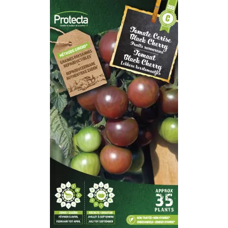 Tomate Black Cherry - Cat. C - Protecta à 4,80 € - Protecta - SE-POT-00161 - Plantes, Buis & Légumes