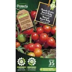 Tomate Cerise Sweet Baby - Cat. C - Protecta à 4,80 € -  - SE-POT-00089 - Plantes, Buis & Légumes