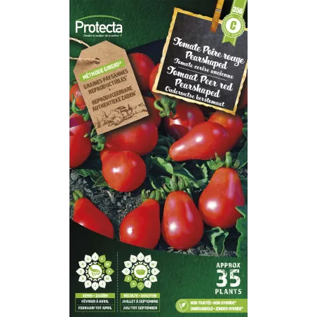 Tomate Poire Red Pearshaped - Cat. C - Protecta à 4,80 € - Protecta - SE-POT-00162 - Plantes, Buis & Légumes