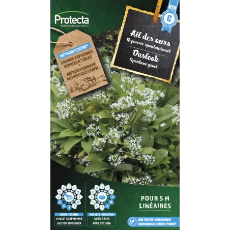 Ail des ours - Cat. C - Protecta à 4,80 € -  - SE-CON-00038 - Plantes, Buis & Légumes