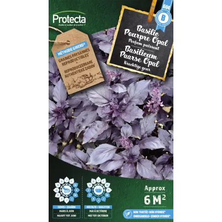 Basilic Pourpre Opal - Cat. B - Protecta à 3,65 € - Protecta - SE-CON-00005 - Plantes, Buis & Légumes