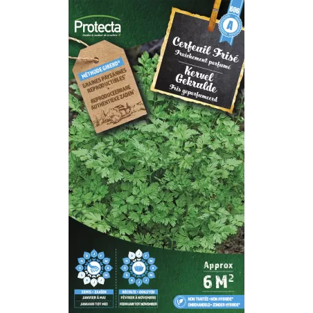 Cerfeuil frisé - Cat. A - Protecta à 2,40 € -  - SE-CON-00007 - Plantes, Buis & Légumes