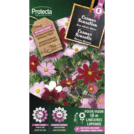 Cosmos sensation varié - Cat. B - Protecta à 3,65 € - Protecta - SE-CON-00027 - Plantes, Buis & Légumes