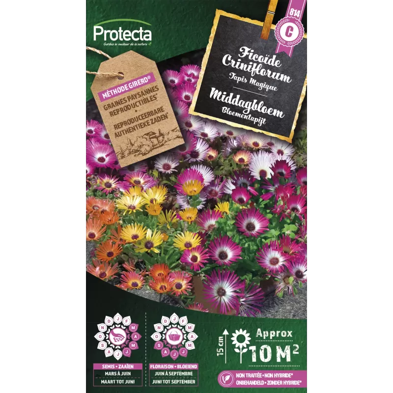Ficoïde Tapis Magique varié - Cat. C - Protecta Ficoïde Tapis Magique varié - Cat. C - Protecta