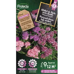Oeillet de Poète nain double Bouquet tout Fait - Cat. C - Protecta - 4,80 € -  - 5410560005981 - Ornibird SRL