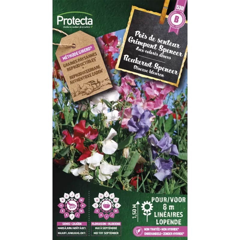 Pois de senteur Grimpant Spencer - Cat. B - Protecta Pois de senteur Grimpant Spencer - Cat. B - Protecta