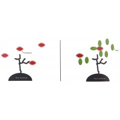 Flora+ 250gr - Deli Nature - 18,95 € - Deli Nature - 5411860805028 - Ornibird SRL