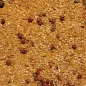 Uni Pâtée TOVO 1kg - Deli Nature Uni Pâtée TOVO 1kg - Deli Nature