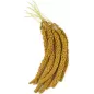 Millet Jaune en grappes Français Anjou 1kg - Grizo à 10,70 € - Grizo - 103077010 - Grappe