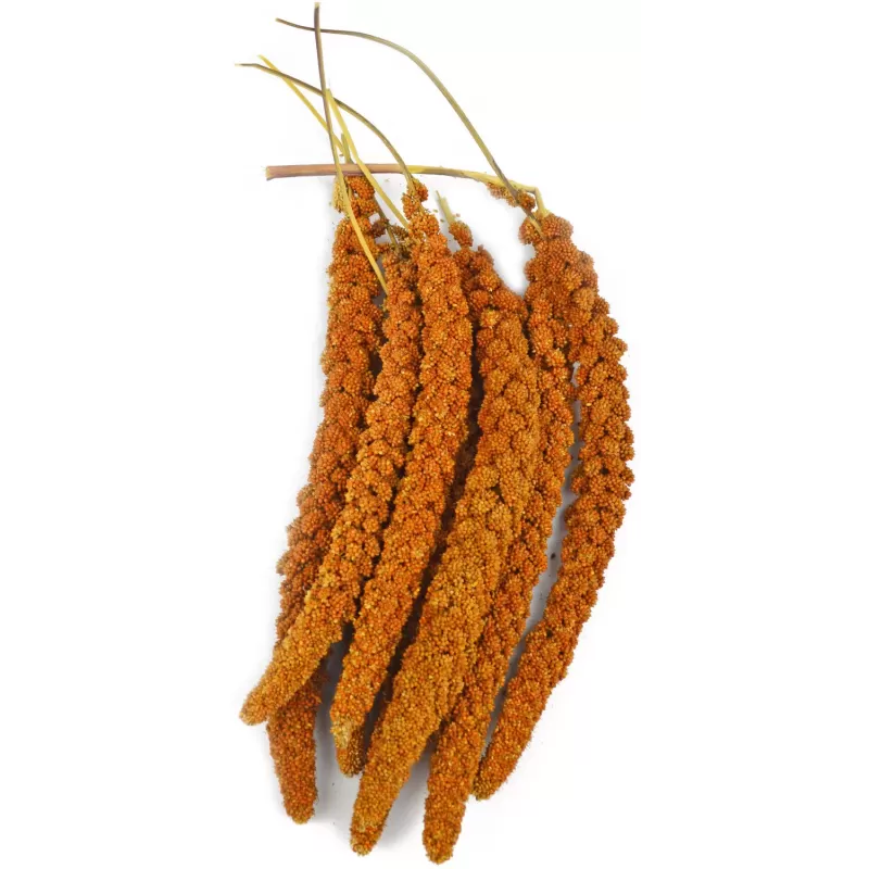 Millet Rouge en grappes Français 1kg - Grizo Millet Rouge en grappes Français 1kg - Grizo