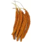 Millet Rouge en grappes Anjou 1kg à 13,95 € - Grizo - 103076010 - Grappe