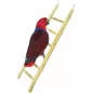 Echelle Java 60cm - Back Zoo Nature